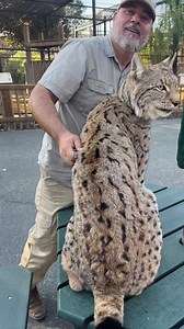 331K views · 6.7K reactions | Vladimir the beautiful SIBERIAN LYNX朗 | Jayprehistoricpets | Facebook