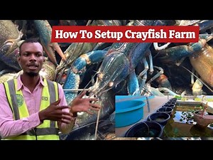 How To Setup Successful Cray fish farm