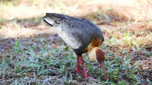 Curicaca bird (Theristicus caudatus) , large-beaked waders typical of South America. Video