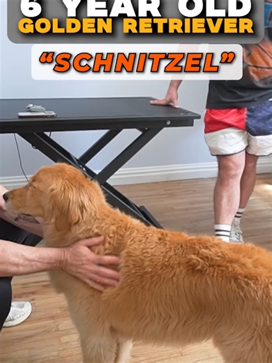 The Benefits of Animal Chiropractic for Your Pets