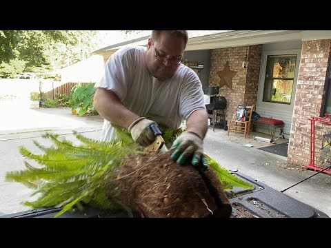 Dividing plants, how I do it!