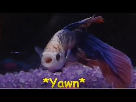 Sleepy Betta Fish Yawning