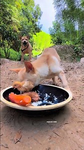 Tianju chicken leg rice dog eating Chinese pastoral dog puppy puppy dog