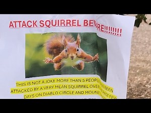 Aggressive squirrel attacks leave San Francisco Bay Area residents shaken