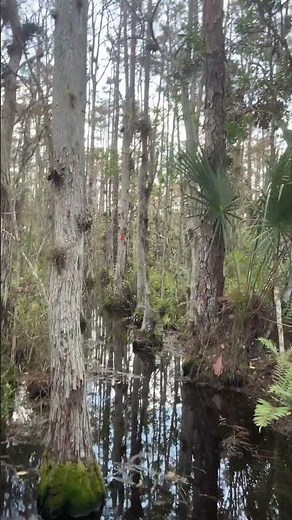 Hiking in a cypress dome on the Ocean to Lake Trail October 2025