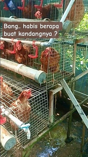 Begini bentuk kandang ayam petelur skala rumahan