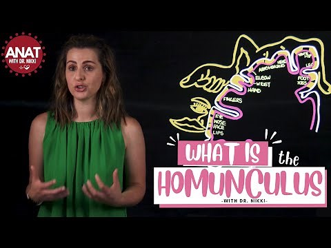 The Motor Homunculus - A lightboard production