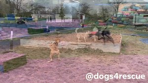 There is an alternative to rescue dogs being stuck in lonely kennels. Here at our kennel-free rescue in Manchester over 50 rescue dogs live happily together. They play outside in their Adventure Playground a lot of the day meaning they get lots of socialisation, mental stimulation and plenty of exercise. Well-exercised dogs means happy, tired dogs and come 7pm they all settle down together in their log cabin. We never tire of watching them play, watching new dogs learn to play, watching powerful