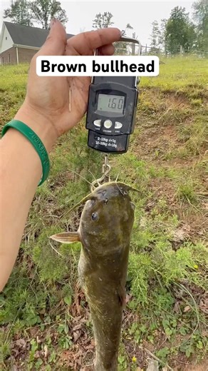 Good ole brown bullhead catfish #fishing #fishingmethods #catfish