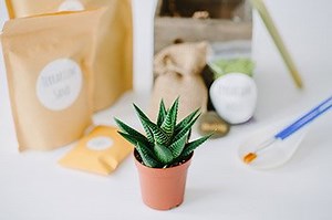 Virtual Terrarium Making Workshop: Live Online Class   Kit