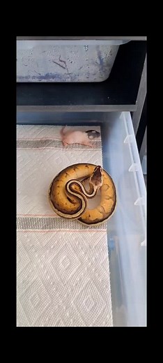 BallPythonLove1 on TikTok