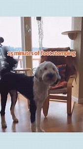 Adventures with Bunny! | Whataboutbunny