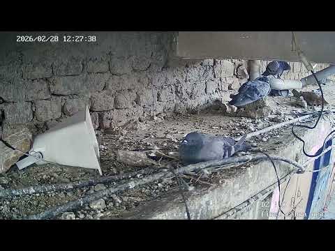 CCTV Bird Cam: Watch a Pigeon Family Build Nest & Raise Chicks