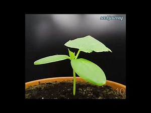 Cucumber Time-Lapse 🥒 | From Seed to Harvest | Full Plant Life Cycle