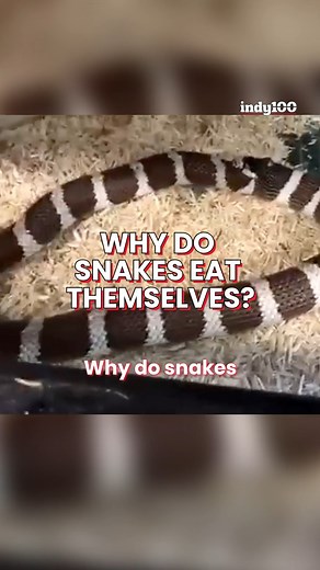 Why do snakes eat themselves? #snakes #reptiles #nature #animals #pets #natural | indy100.com