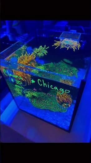 Stop Taking "Blue" Coral Photos! 📱