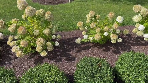 Tips On How To Landscape Your Curb With Boxwoods