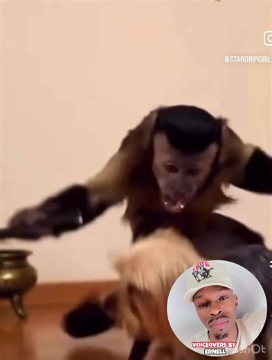 FUNNY MONKEY VOICEOVER 👀😂🐵 #toofunny #comedy #funny #fyp #voiceover