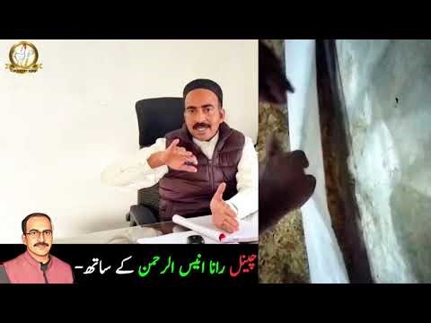 Brooding Management Secrets | Save Energy & Improve Chick Start