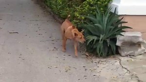 Un chien de garde retourne à son poste
