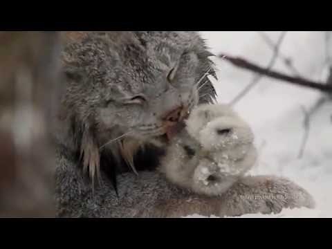 Canada Lynx