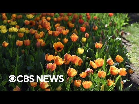 Spring 2025 will likely bring above-average temperatures, dry weather, NOAA says