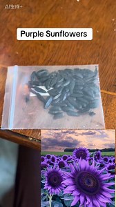 💜🌻 Purple sunflowers like you’ve never seen before!—rare, stunning, and 100% non-GMO 🌿 Easy to grow, perfect vibes for garden or balcony magic ✨🌱 Discover the purple power today!🎇 | Cofpecialize&9