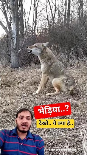 Meet the Coyote – The Clever Wild Dog of North America 🐺 | Coyote Howl | #wild #dog #coyote #usa