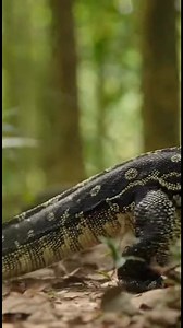 50K views · 923 reactions | Monitor Lizard Attack! Mother Monkey Smashes Giant Reptile to Save Her Baby! #animalfight #monitorlizard #junglebrawl #wildlifefight #savage | Animal Rescue | Facebook