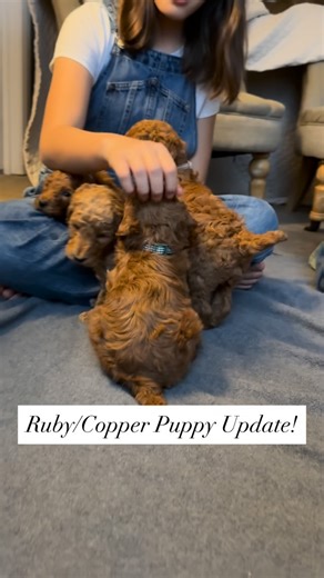 Above Standard Poodles | The friendly Standard Poodle breeder on Instagram: "Here is an update on our red Ruby/Copper Standard Poodle puppies!!! ❤️❤️❤️ These sweet poodle puppies are a little over four and a half weeks old. They’re weaning, and are doing a great job eating their soaked food. It’s hard to believe that in just a few weeks these puppies will be ready to go home to their forever families. 😍😍🥰 We are so thankful for each litter of puppies we get to raise and love. It’s always a sp