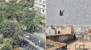 Locust Swarm Attacks North India: Scary Pics and Videos of 'Tiddi Dal' From Rajasthan, Madhya Pradesh and Uttar Pradesh Worry Farmers | 📰 LatestLY