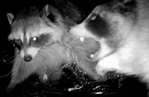 Raucous Raccoon Fight Caught On Trail Camera In Colorado | Whiskey Riff