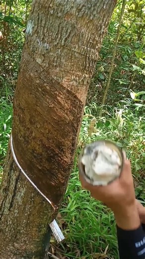 rubber tapping,"It's already full🤗 #howrubberismade #nature #latex #bee #rubber #satisfying "