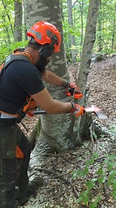 #chainsaw #husqvarna #logging #forestry #forest #lumberjack #mountain #wood #tree | Αναστασης Φουρκιωτης