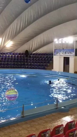 Acrobatic Water Flips in a Spectacular Indoor Pool