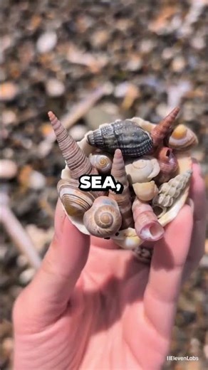 The shell had other plans... 🐚 #sea #animals #sealife #water #diving