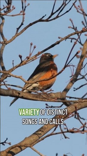 Robin Singing – A Sure Sign of Spring