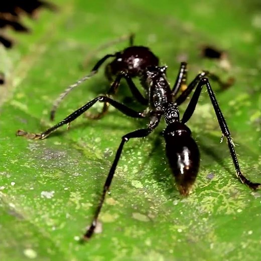 The life of the bullet Ant #BulletAnt #DeadliestInsect #PainfulSting #Wildlife #Nature #animalfacts
