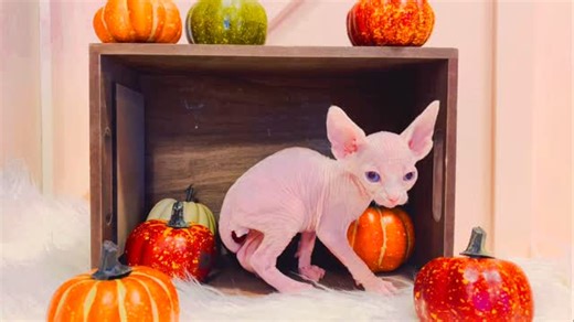 ⸻ ✨🐾 Meet Osiris — our 5 week-old male standard Sphynx with a heart as royal as his name! 👑 This tiny king is already melting hearts with his silky-smooth skin, curious nature, and endless wrinkles of charm. 💖 Osiris will soon be ready to meet his forever family — and we’re now accepting adoption inquiries! 🏡 Give this sweet baby the cozy blankets and unconditional love he deserves. 🐱✨ #SphynxKitten #SphynxAdoption #HairlessCatLove #SphynxWorld #SphynxOfInstagram #SphynxFamily #SphynxBreede