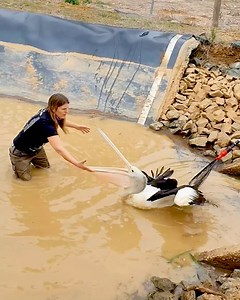 Rescuing a pelican with a broken wing! | Animal Lovers