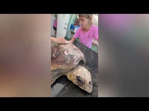 Benson’s Barnacle Removal: A Critical Step in Sea Turtle Care