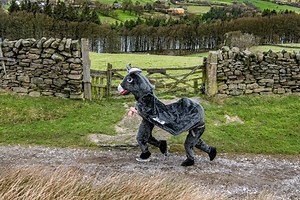 Auld Lang Syne fell race: Best pictures as fell runners tackle high winds in annual race