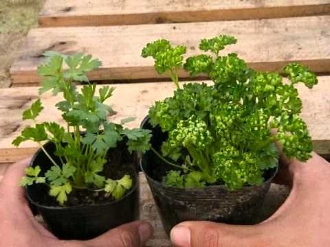 How to Grow Parsley