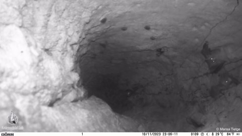 Rare spectral bats in Costa Rica filmed ‘hugging' during greeting
