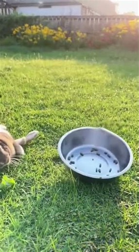 Slow Motion Backflip by a Bunny Eating from a Bowl