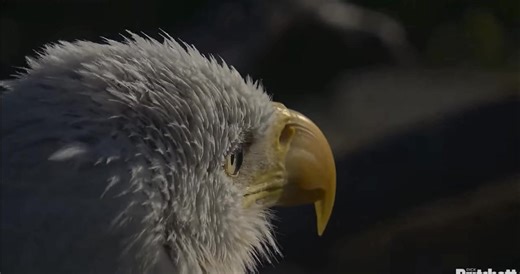 133K views · 4K reactions | EXTREME CLOSEUP at the SWFL Eagle Cam. Just happened to be watching this morning when the eagle cam zoomed in. So fascinating to get such an up close view of life in the nest in North Fort Myers. | Lois Thome WINK News | Facebook