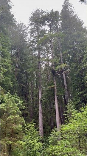 Redwood sounds