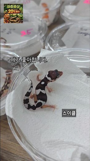 작은 도마뱀들이 많이많이 들어왔어요 #레오파드게코 #게코키우기 #게코도마뱀 #인천파충류샵 #부천파충류샵