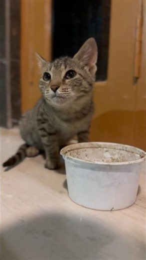 Cute cat. #unscripted #cat #dailyvideo #nature #cute #quietmoments #animals