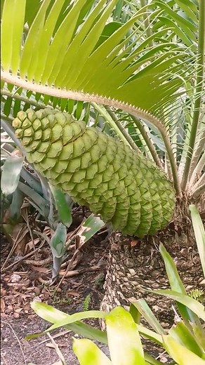 Cycads grow very slowly and can live for hundreds of years. Flamingo Gardens, Florida, USA 🗽
